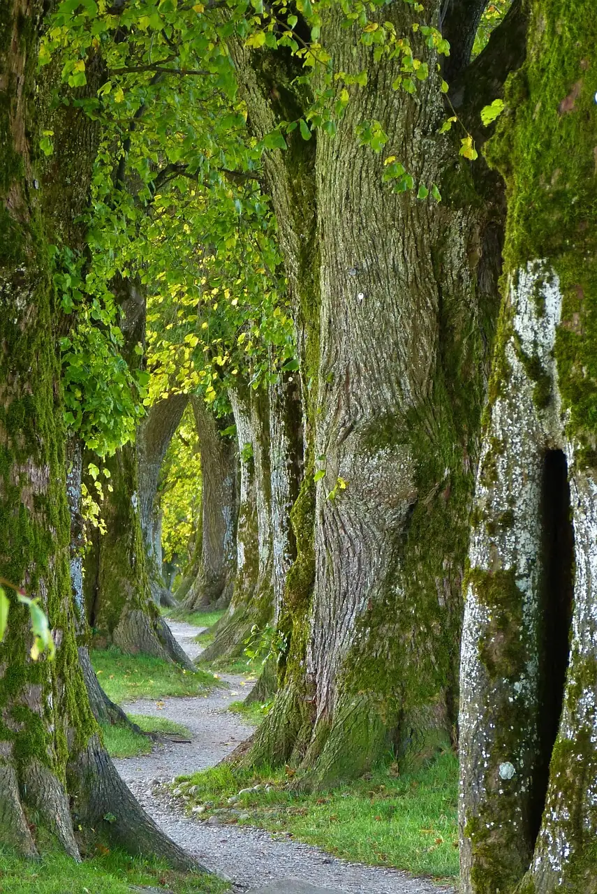 mon chemin vers le rêve éveillé libre